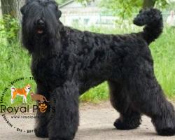 Chó Sục Nga Đen Hay Black Russian Terrier: Nguồn gốc, Tiêu chuẩn, Dinh dưỡng, Huấn luyện, Chăm Sóc.