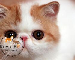 Mèo Exotic Shorthair: Thông Tin, Đặc Điểm, Tổng Quan, Trẻ em và vật nuôi khác