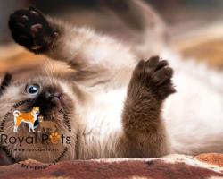 Mèo Xiêm (Siamese ) Thông Tin, Đặc Điểm, Tổng Quan, Trẻ em và vật nuôi khác 