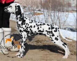 Chó Đốm – Dalmatian: Giá Mua, Bán Chó Đốm Nhập Khẩu Từ Châu Âu Tại TP Hồ Chí Minh Và Hà Nội