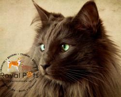 Mèo Nebelung: Thông Tin, Đặc Điểm, Tổng Quan