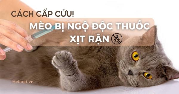 Bác sĩ thú y đang cẩn thận kiểm tra vùng da bị nấm trên cơ thể mèo