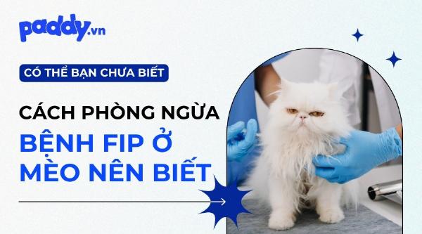 Một chú mèo bị chướng bụng, biểu hiện rõ ràng của FIP thể ướt với tích tụ dịch.