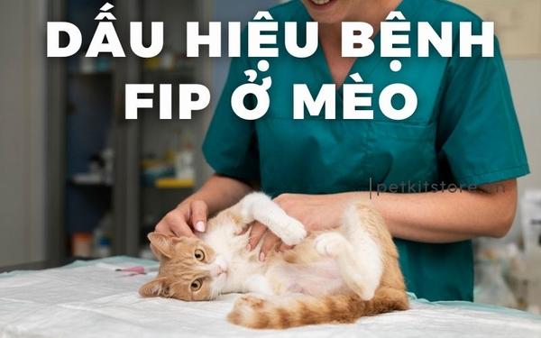 Một bác sĩ thú y đang lấy mẫu máu từ chú mèo để làm xét nghiệm, một bước quan trọng trong chẩn đoán FIP.