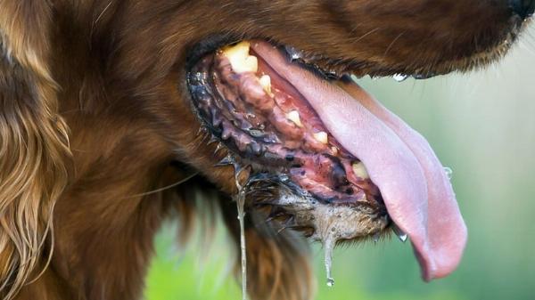 Mèo bị dại trong giai đoạn bại liệt với biểu hiện liệt hàm và chảy dãi nhiều