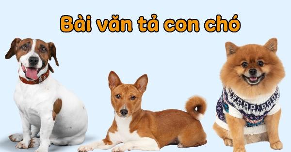 Một chú chó kiểng nhỏ xinh đang nằm cuộn tròn trên ghế sofa, tạo dáng đáng yêu, thể hiện sự thoải mái và hạnh phúc khi làm bạn đồng hành của con người.