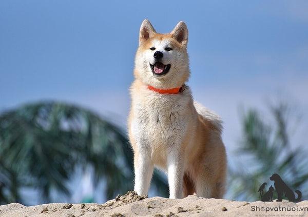 Các loại giống chó phổ biến được nhiều người yêu thích với đặc điểm đa dạng về ngoại hình và tính cách.