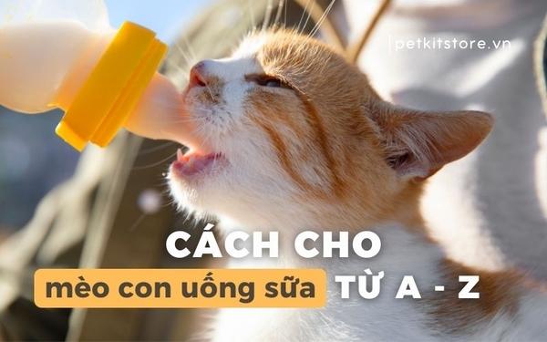 Hình ảnh các loại sữa công thức cho mèo con (KMR) và bình sữa, núm vú, ống tiêm chuyên dụng để cho mèo con mất mẹ bú.
