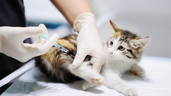 Một người nhẹ nhàng cho chó con 1 tháng tuổi uống thuốc tẩy giun dạng siro bằng ống bơm.