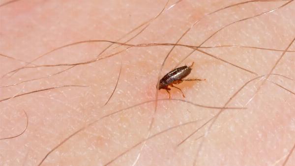 Cận cảnh bọ nhảy ở chó trên da, hoặc vết cắn đỏ, da bị kích ứng.