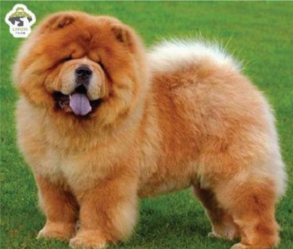 Hình ảnh một người đang chải lông cho chó Chow Chow màu kem bằng lược chuyên dụng, nhấn mạnh việc chăm sóc lông.