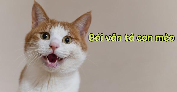 Mèo Anh lai ta đang được vuốt ve và chăm sóc tỉ mỉ