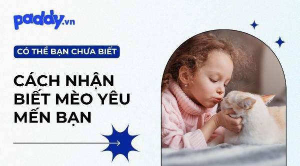 Một chú mèo nằm nghỉ ngơi thoải mái trên chăn ấm, được chủ nhân vuốt ve nhẹ nhàng, thể hiện sự chăm sóc giảm nhẹ cho mèo bị FIP