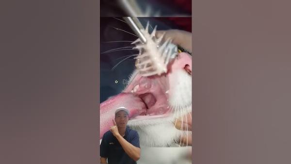 Bác sĩ thú y đang kiểm tra sức khỏe tổng quát cho một chú mèo nhỏ nhất thế giới, nhấn mạnh tầm quan trọng của chăm sóc định kỳ