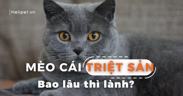 Mèo đeo loa chống liếm sau phẫu thuật, nằm nghỉ ngơi trong một không gian ấm cúng, thể hiện việc chăm sóc mèo sau thiến.