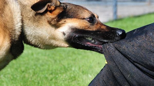 Người chủ chăm sóc và vệ sinh vùng dương vật cho chó cưng một cách nhẹ nhàng và cẩn thận