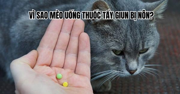 Một chú chó đang được bác sĩ thú y kiểm tra sức khỏe, thể hiện tầm quan trọng của chăm sóc y tế định kỳ để kéo dài tuổi thọ của chó.