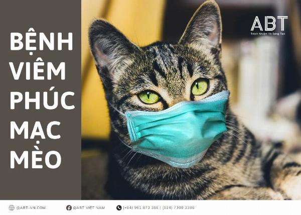 Hình ảnh bác sĩ thú y đang lấy mẫu máu từ mèo để xét nghiệm FIP, trong môi trường phòng khám chuyên nghiệp.