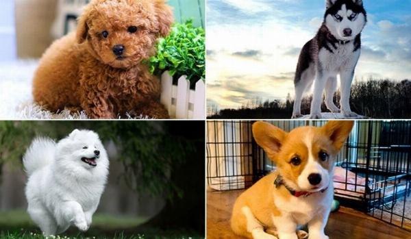 Một chú chó Chihuahua thuần chủng với đôi mắt to tròn, tai dựng đứng và thân hình nhỏ nhắn đáng yêu