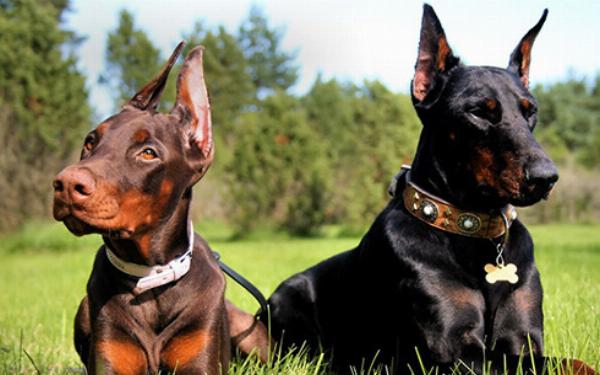 Chó Border Collie với thân hình cân đối, nhanh nhẹn, đứng giữa cánh đồng xanh mướt.