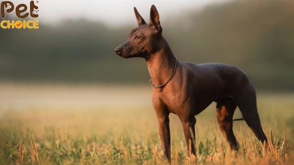 Chó có mào không lông với chỏm lông đặc trưng trên đầu, thân hình mảnh mai và da mịn màng, thể hiện nét độc đáo của giống chó này.