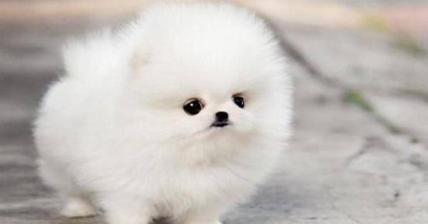 Một chú chó Golden con nhỏ nhắn, đáng yêu đang nằm trên thảm cỏ xanh mướt, ánh mắt lanh lợi nhìn về phía trước, thể hiện sự tò mò và ngây thơ.