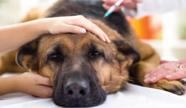 Một chú chó vàng nằm ủ rũ bên cạnh bát cơm đầy, thể hiện sự mệt mỏi và chán ăn