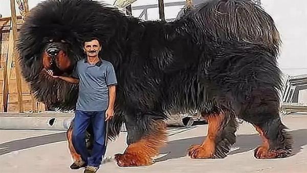 Một chú Chó Ngao Tây Ban Nha khổng lồ với bộ lông dày và vẻ ngoài uy nghi, thể hiện sức mạnh và sự trung thành