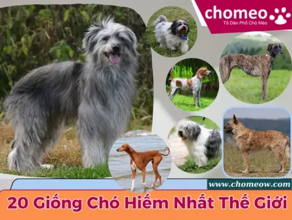 Chó Podenco Ibicenco với đôi tai lớn dựng đứng, thân hình mảnh mai và biểu cảm thông minh, sẵn sàng cho những cuộc săn