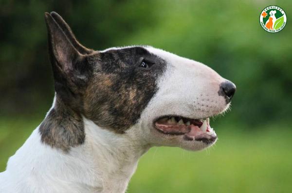 Chó sục bò với chiếc đầu hình trứng đặc trưng và thân hình cơ bắp.