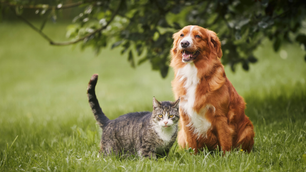 Một bác sĩ thú y đang kiểm tra tai cho chú chó tai dài trong phòng khám, nhấn mạnh tầm quan trọng của việc khám sức khỏe định kỳ.