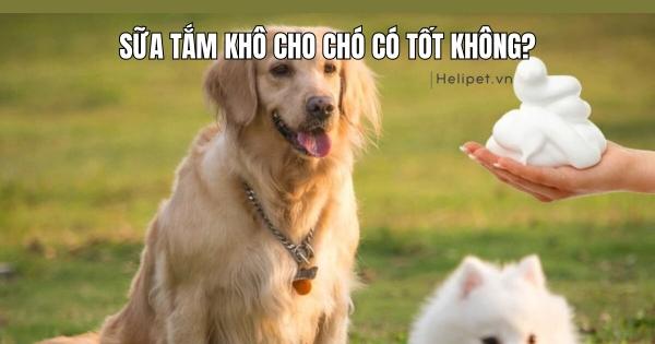 Chú chó được tắm bằng sữa tắm đặc trị rận, chủ nuôi đang nhẹ nhàng xoa đều để sữa tắm thấm vào lông và da.