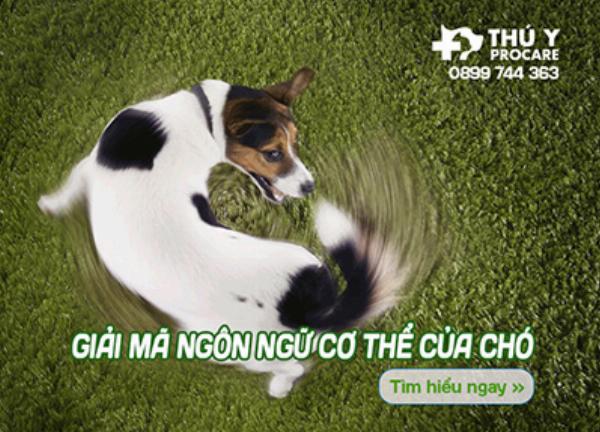 Chú chó ngồi nghiêng đầu thể hiện sự lắng nghe và cố gắng hiểu ngôn ngữ con người.