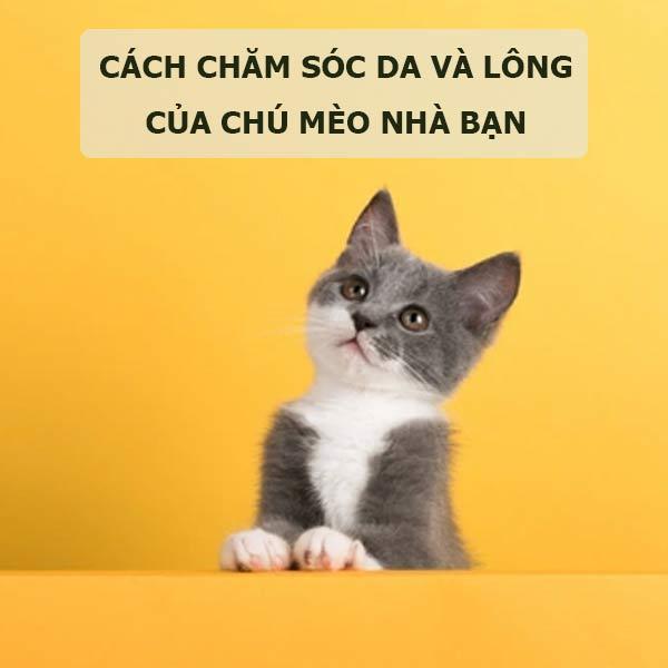 Hình ảnh một chủ nuôi đang tắm cho chú mèo bằng dầu gội đặc trị nấm trong bồn tắm, chú mèo đeo loa chống liếm. Phong cách ấm áp, thể hiện sự chăm sóc.