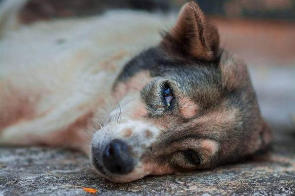 Chó nôn ra thức ăn chưa tiêu kèm dấu hiệu mệt mỏi