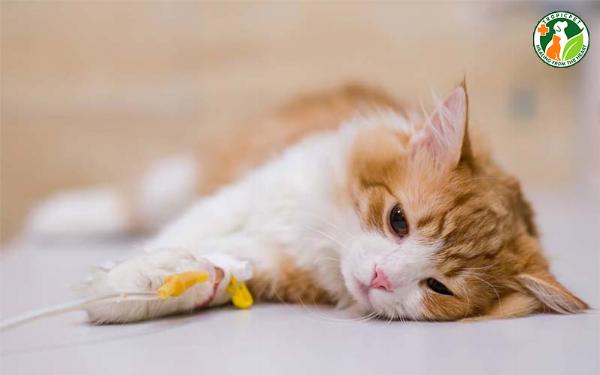 Hình ảnh bụng mèo phình to do tích tụ dịch, một dấu hiệu điển hình của FIP thể ướt.