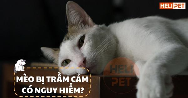 Một chú mèo đang vui vẻ chơi đùa với đồ chơi tương tác, thể hiện sự giải trí và kích thích tinh thần từ phụ kiện