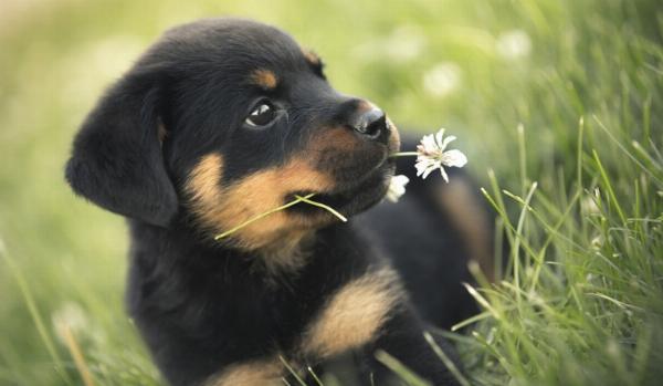 Hình ảnh minh họa một chú Doberman mạnh mẽ trong khung cảnh lịch sử, thể hiện nguồn gốc chiến binh của giống chó này.