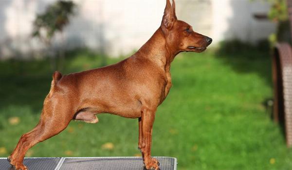 Mức giá chó sục bò phụ thuộc vào nhiều yếu tố như nguồn gốc và giấy tờ.