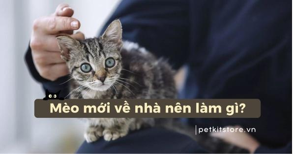 Một người đang vuốt ve một chú mèo một cách âu yếm, thể hiện lợi ích của việc đối xử tốt với động vật, trong không gian ấm áp.