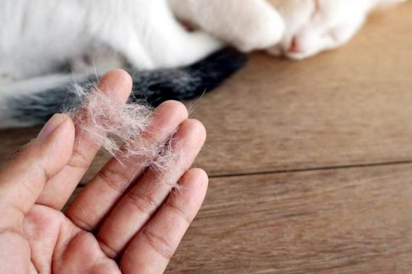 Lông mèo có hại không: Một người phụ nữ đang hắt hơi do dị ứng lông mèo