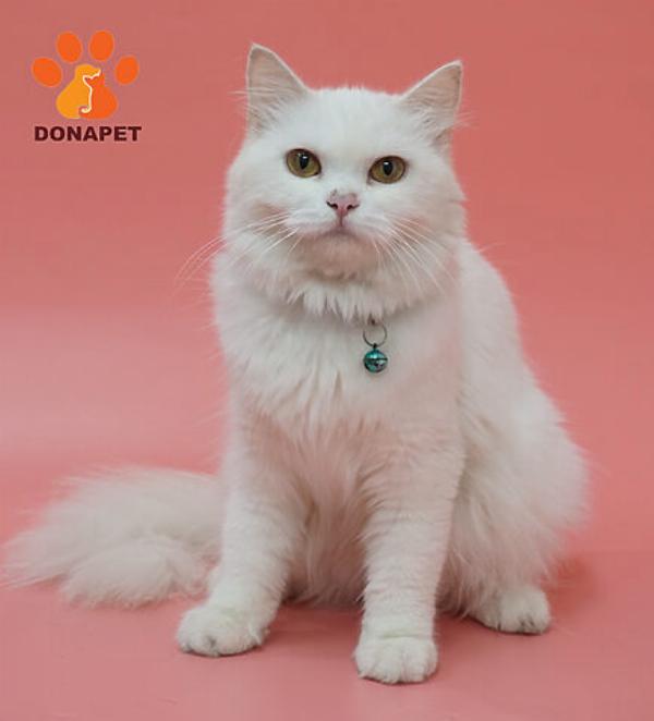 Mèo Anh lai ta với vẻ ngoài đáng yêu và bộ lông dày mượt