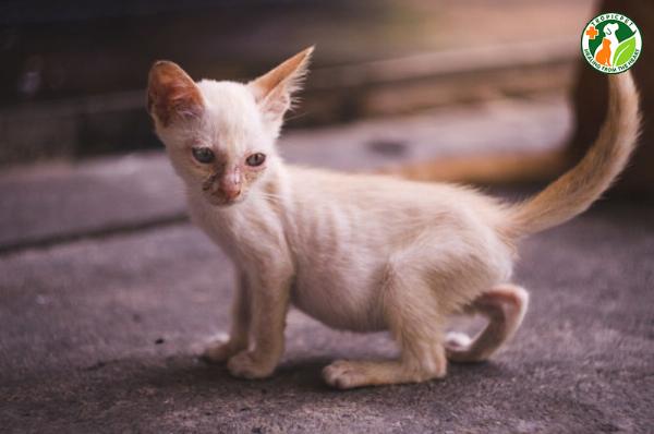 Mèo con với biểu cảm lo lắng, tượng trưng cho bệnh FIP ở mèo