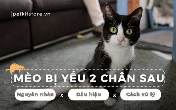 Hình ảnh một chú mèo đang ốm yếu, biểu hiện sự mệt mỏi và chán ăn, minh họa mèo bị FIP là gì.