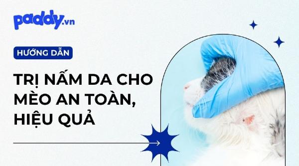 Mèo bị nấm da với vùng da đỏ và rụng lông từng mảng cần được chăm sóc