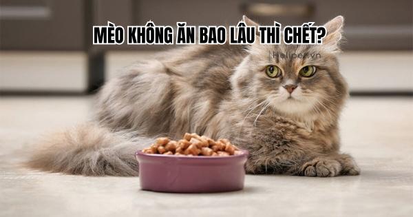 Một bác sĩ thú y đang kiểm tra miệng của một chú mèo, minh họa nguyên nhân y tế khiến mèo bỏ ăn bao lâu thì chết.