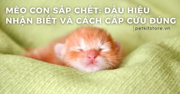 Một chú mèo con đáng yêu đang bú bình sữa chuyên dụng, thể hiện sự chăm sóc ân cần cho mèo con mất mẹ.