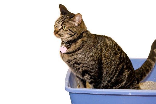 Mèo đi tiểu ra máu do sỏi bàng quang, mô tả sỏi bên trong bàng quang của mèo.