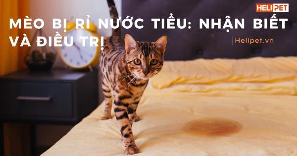 Mèo đang được bác sĩ thú y thăm khám đường tiết niệu, bác sĩ kiểm tra vùng bụng dưới của mèo.