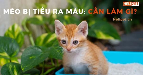 Mèo bị thương ở bụng dưới gây tiểu ra máu, một con mèo đang bị đau ở vùng bụng dưới, nước tiểu có màu đỏ.